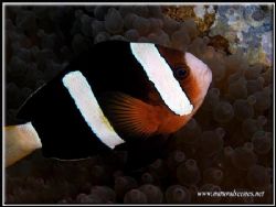 Another common Perhentian sighting is the Clarks anemone ... by Yves Antoniazzo 